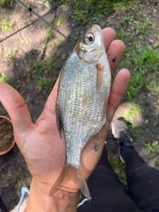 Roach