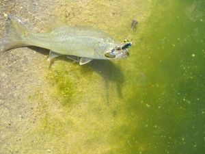 Largemouth Bass