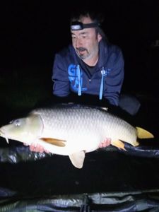 Common Carp