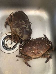 Brown Crab