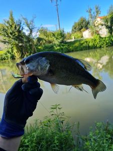 Smallmouth Bass
