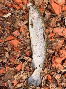 Rainbow Trout