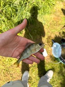 European Perch