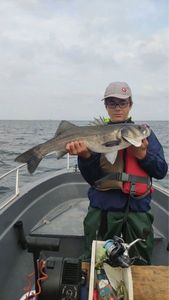 European Bass (Seabass)