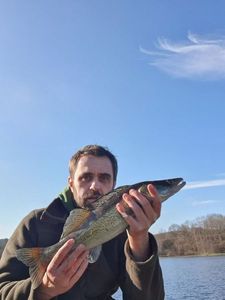 Zander