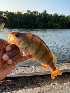 European Perch