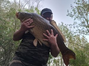 Common Carp