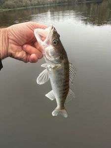 Zander