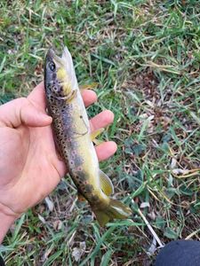 Brown Trout