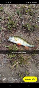 European Perch