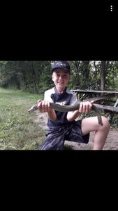European Eel (Common Eel)
