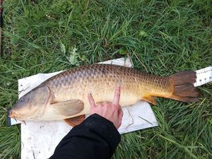 Common Carp