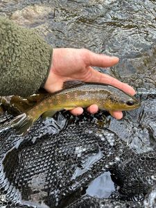 Brown Trout
