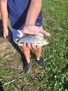 Crucian Carp