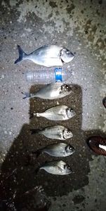 Gilthead Seabream