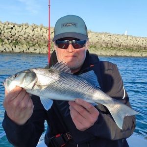 European Bass (Seabass)