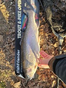 Rainbow Trout