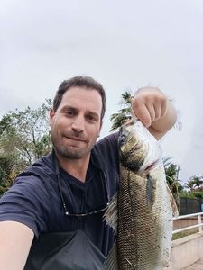 European Bass (Seabass)