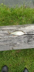Roach