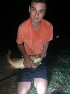 Common Carp