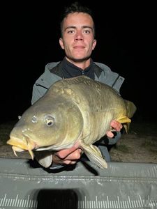 Mirror Carp