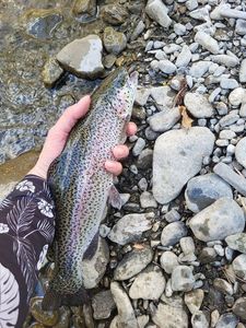 Rainbow Trout