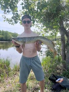 Northern Pike