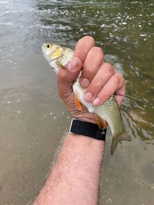 Chub