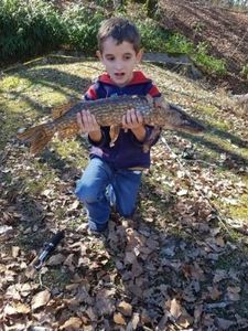 Northern Pike