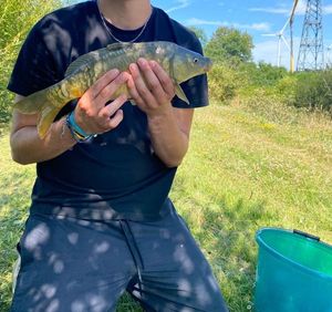 Mirror Carp