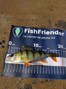 European Perch