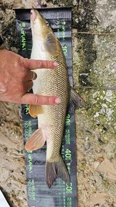 Barbel