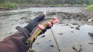 Brown Trout