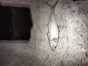 Atlantic Horse Mackerel