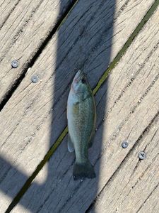 Largemouth Bass