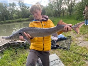 Sturgeon