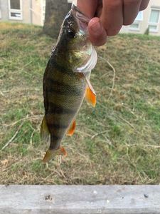 European Perch