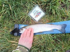 Rainbow Trout