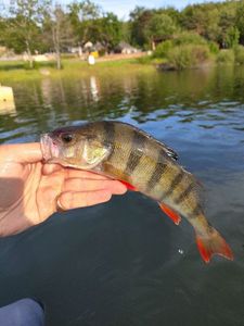 European Perch