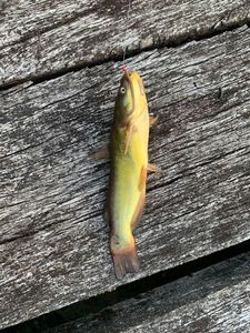 Black Bullhead