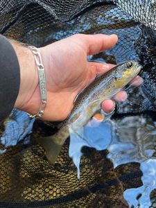 Brown Trout