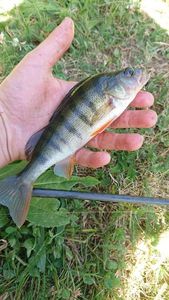 European Perch