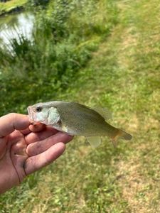 Smallmouth Bass