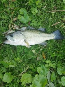 Largemouth Bass
