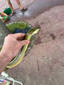 European Eel (Common Eel)