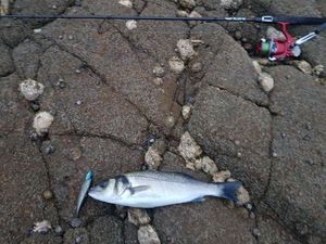 European Bass (Seabass)