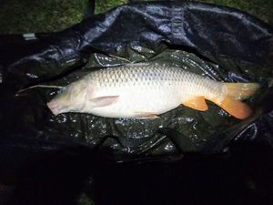 Common Carp