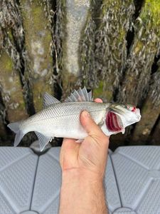 European Bass (Seabass)