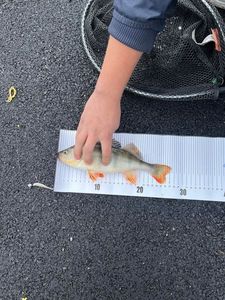 European Perch