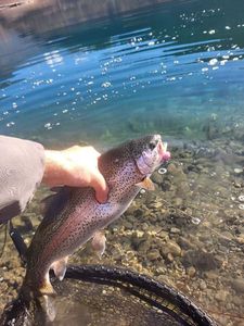 Rainbow Trout